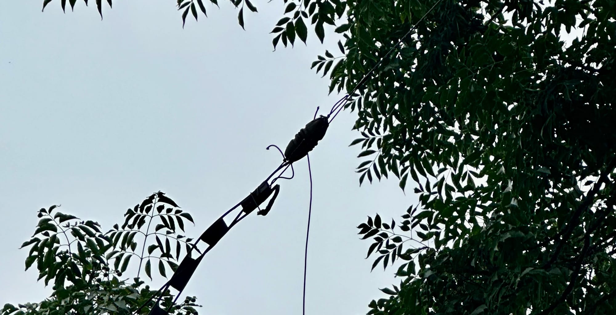 Tree as a Mast: Grief, Convenience, and Lessons