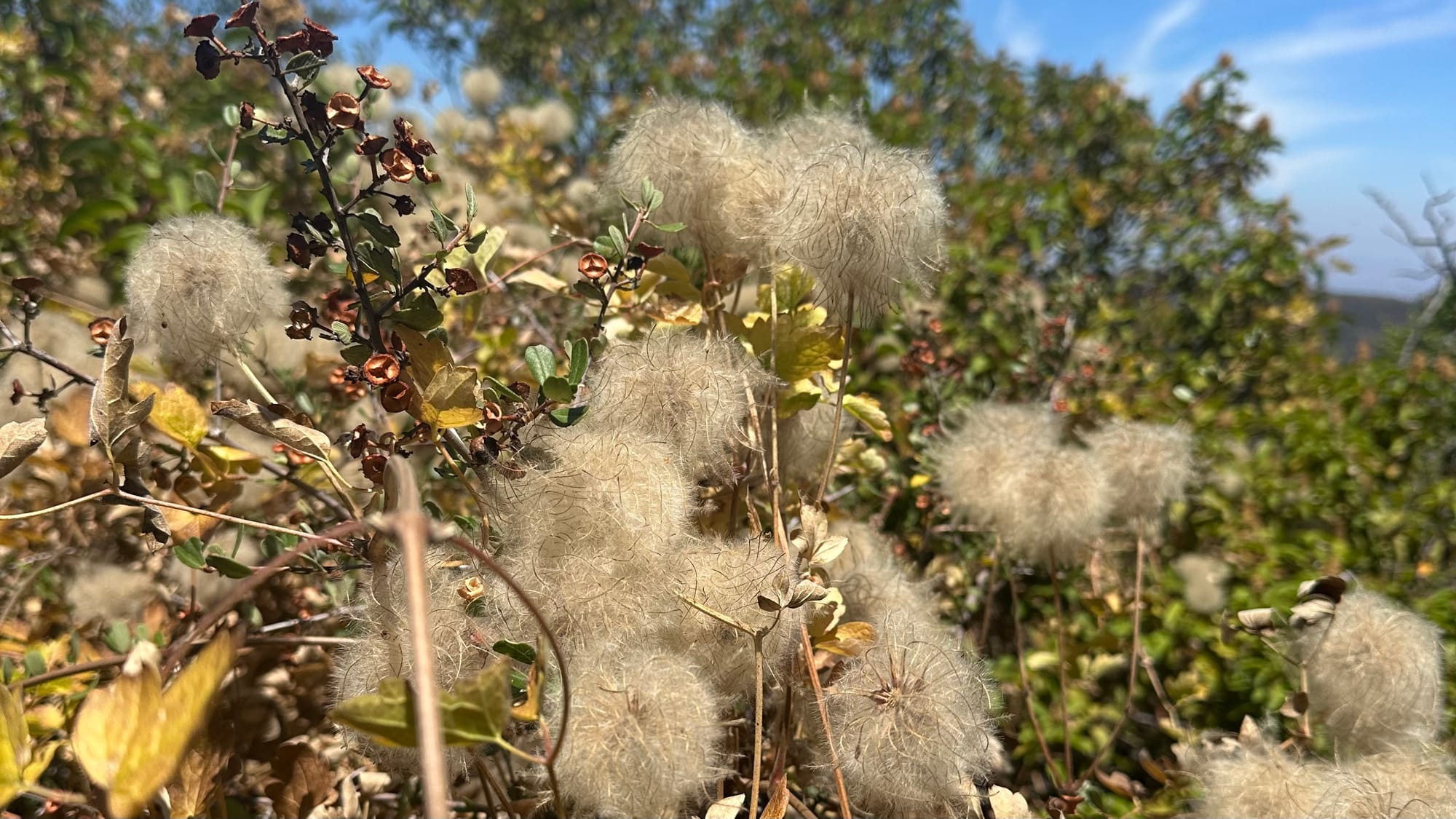 W6/SC-219: Triunfo Lookout