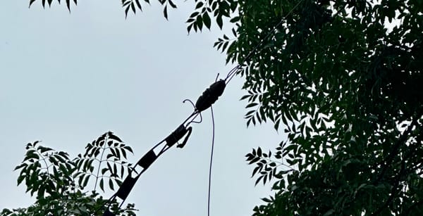 Tree as a Mast: Grief, Convenience, and Lessons